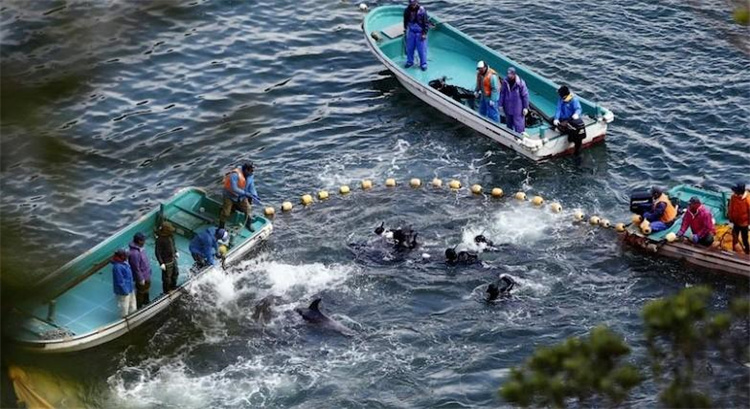 日本为何年年要捕猎海豚？研究员给出答案（环境保护）