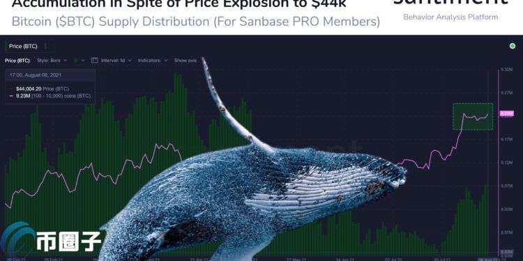 Santiment：比特币巨鲸持有量达923万枚BTC！3大数据网释长期利多